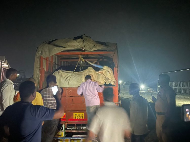 कत्तलखान्याकडे जनावरे घेवून जाणाऱ्या वाहनावर बारामती पोलीसांनी केली कारवाई 